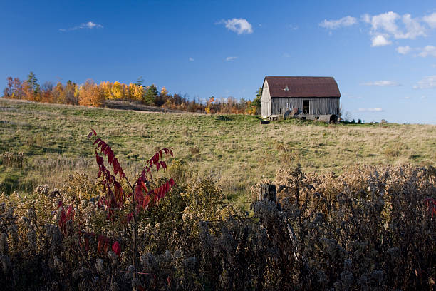 istock Barn and sumachs in autumn 104883125