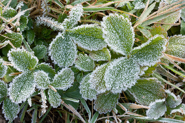 istock Strawberry leaves with frost 104883126