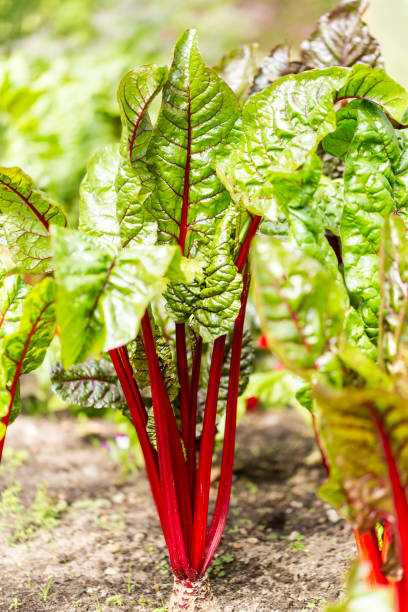istock Fresh rhubarb growing in a community garden 1048831658