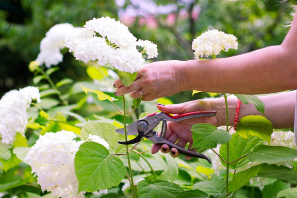 woman cut a bouquet of flowers white hydrangeas with pruning scissors. - hydrangea white flower flower bed imagens e fotografias de stock