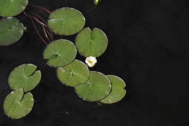 istock lily flower with green leaves Lily in water 1048832020