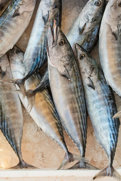 istock Frozen Sea fish on public market in Greece 1048835044
