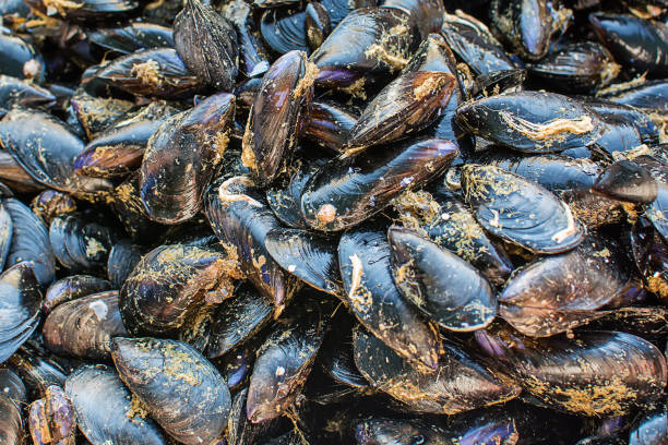 istock Mussels/Moules on public market 1048835772