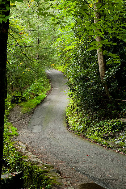 frühling grün, motor nature trail, great smoky die berge von np, tn - south highlands stock-fotos und bilder