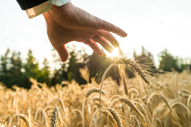 Closeup of businessman hand holding his hand above ripening wheat ears stock photo