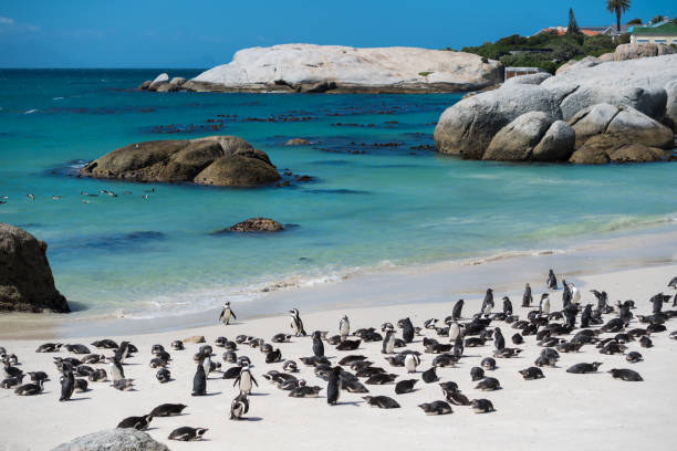 afrikanische pinguine am boulders beach, south africa - penguin colony nobody horizontal stock-fotos und bilder