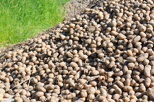 istock Pile of potatoes 104884275