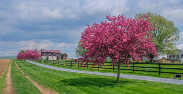 Intercourse, Lancaster, Pensylvania, USA - May 7, 2018: Cherry blossoms on a rural road on a sunny day