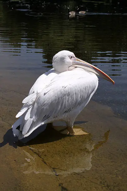 Eastern or Great White Pelican in St James's Park. These birds were introduced in 1664 as a gift from the Russian Ambassador - See my other London-images: