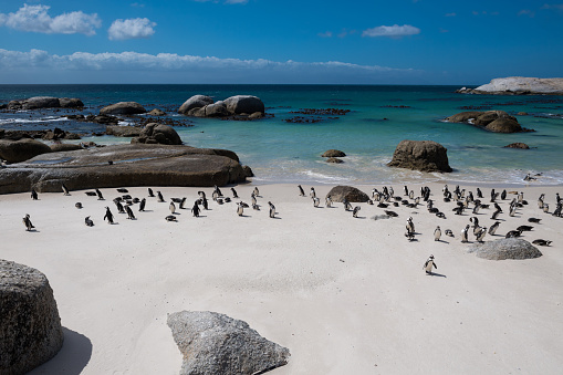 African Penguins at Boulders Beach, South Africa