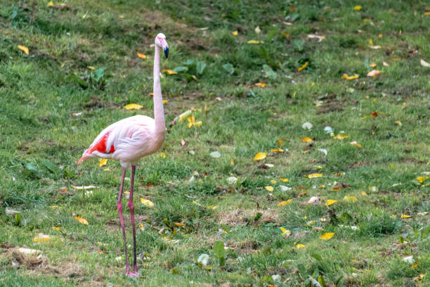 A single Pink Flamingo