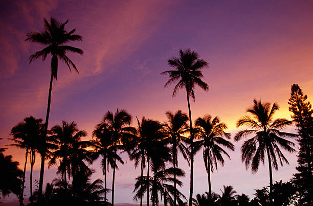 istock Sunset over palm trees in Rarotonga 2 104885249
