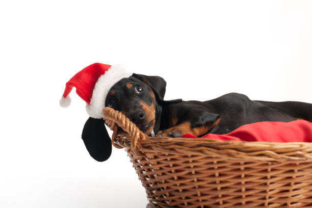 istock Waiting for Santa Claus 1048856458