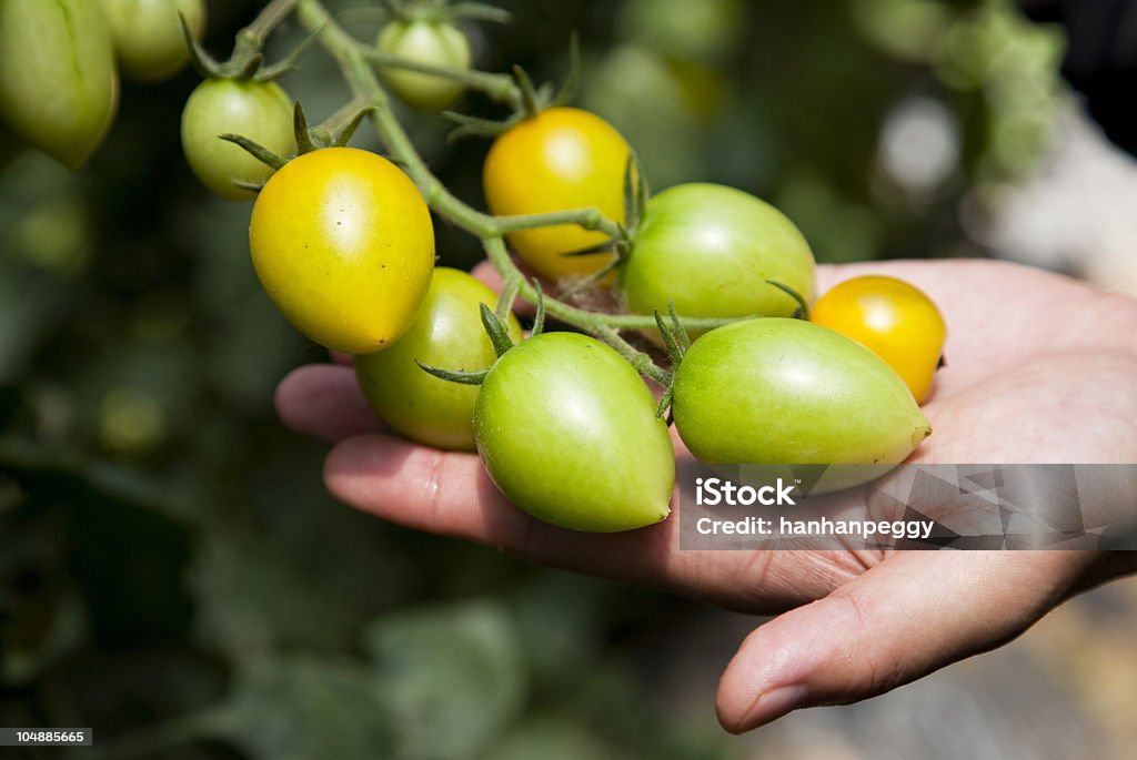 Pomidorek cherry - Zbiór zdjęć royalty-free (Fotografika)