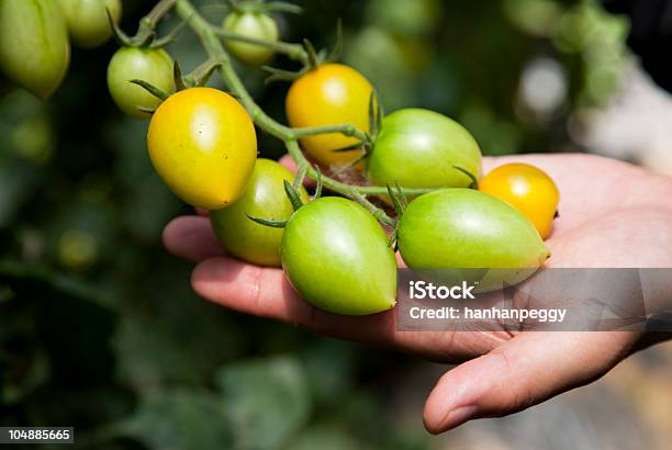 Pomidorek Cherry - zdjęcia stockowe i więcej obrazów Fotografika - Fotografika, Gałąź - część rośliny, Gospodarstwo