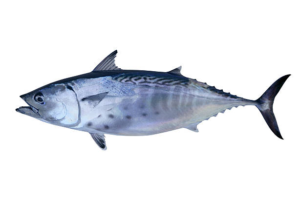 istock Little tunny catch tuna fish seafood 104885822