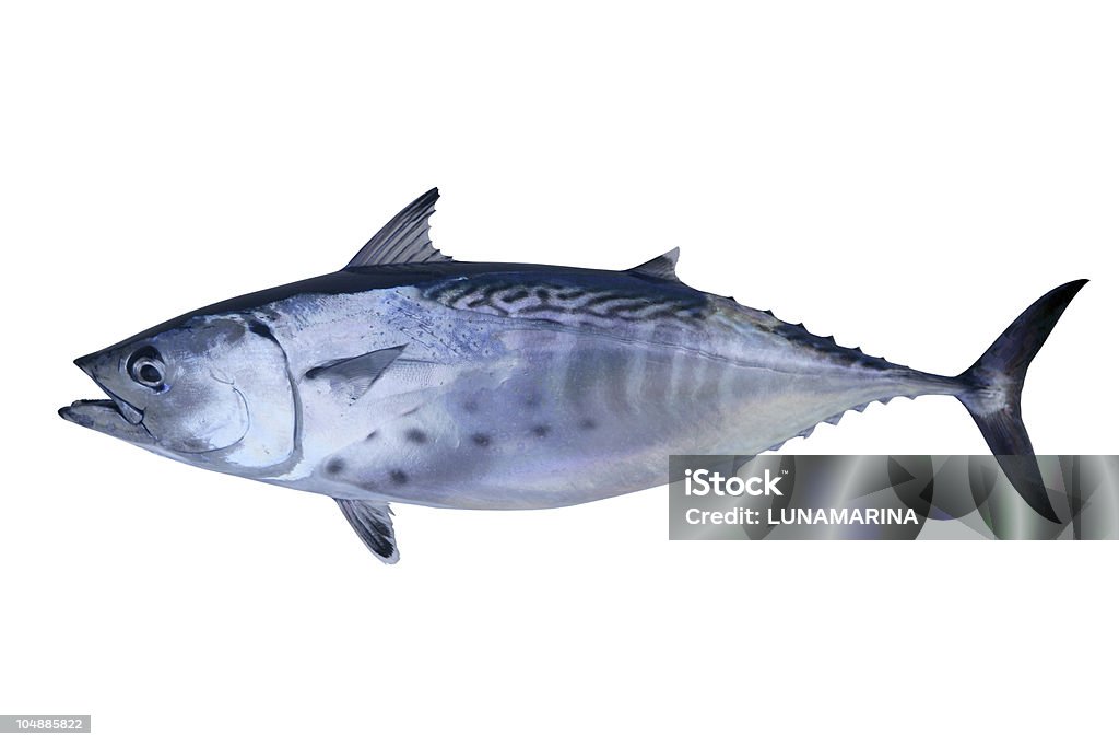 Little tunny catch tuna fish seafood Little tunny catch tuna fish Atlantic seafood Tuna - Animal Stock Photo