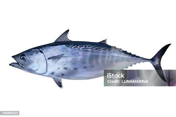 Little Tunny Catch Tuna Fish Seafood Stock Photo - Download Image Now - Tuna - Animal, Fish, White Background