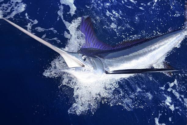 atlantic de espadim branco grande jogo esporte pesca - swordfish imagens e fotografias de stock