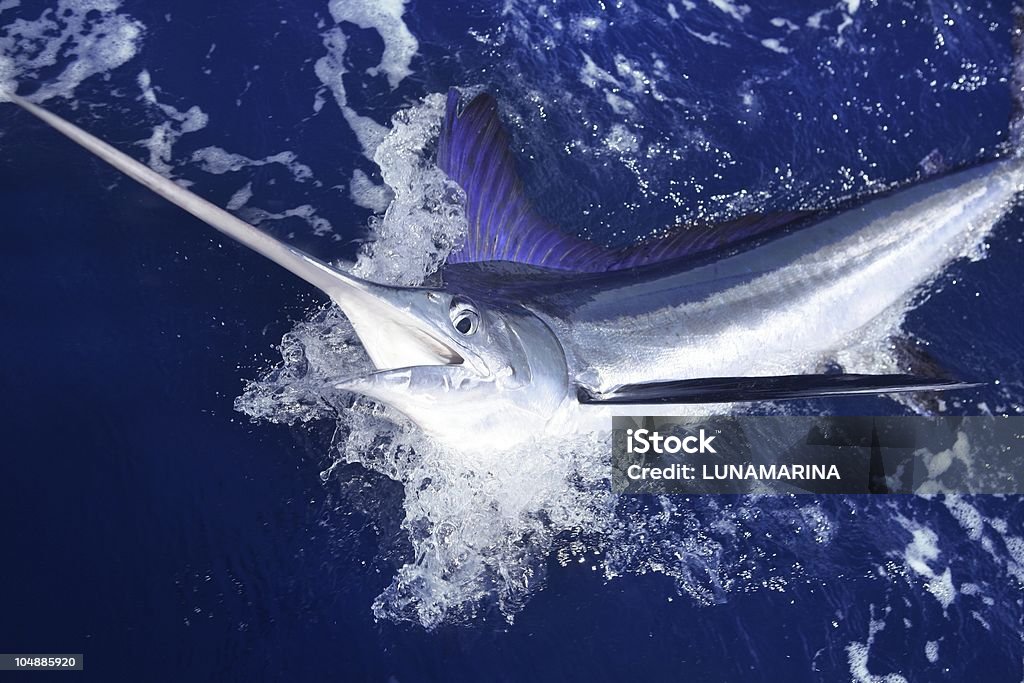 Атлантики белый marlin Спортивная рыбалка на крупную рыбу - Стоковые фото Меч-рыба роялти-фри