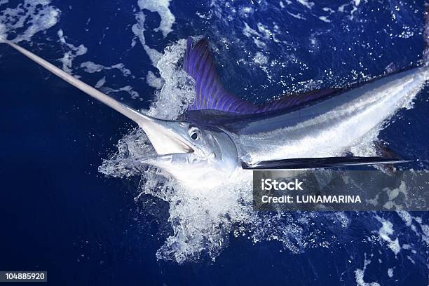 Атлантики Белый Marlin Спортивная Рыбалка На Крупную Рыбу — стоковые фотографии и другие картинки Меч-рыба