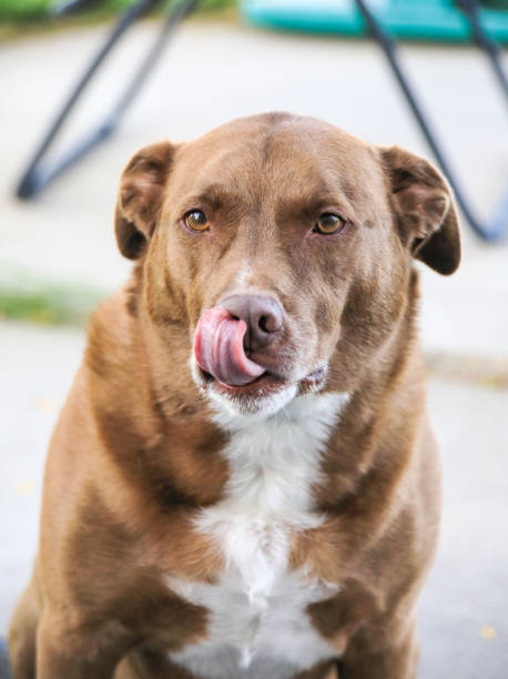 istock Chocolate Lab Pit bull Mixed Breed Portrait 1048859994