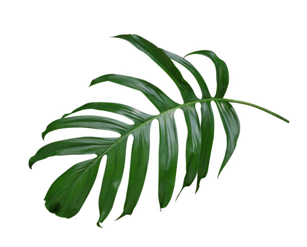 istock Monstera plant  leaf, the tropical evergreen vine isolated on white background, clipping path included 1048860064