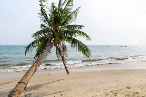istock Palm trees at sandy seaside in Vietnam 1048860416