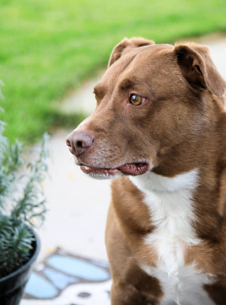 istock Chocolate Lab Pit bull Mixed Breed Portrait 1048860458