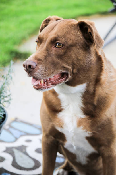 Chocolate Lab Pit bull Mixed Breed Portrait