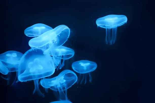 istock Jellyfishes swimming in the water. 1048860632