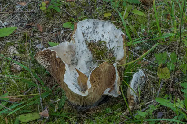 Photo of Very big lactarius piperatus in autumn forest