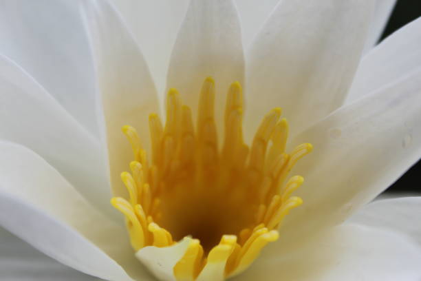 istock White colour water lily (lotus) blooming 1048866996