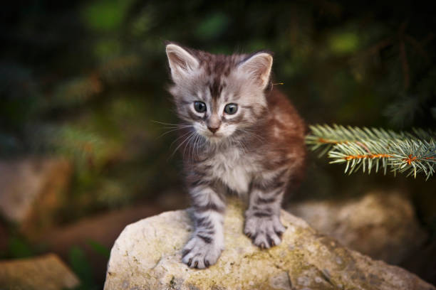 istock Gray fluffy kitten on summer outdoor stones 1048867378