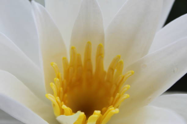 istock White colour water lily (lotus) blooming 1048867706