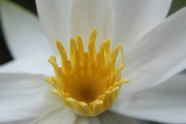 istock White colour water lily (lotus) blooming 1048867742