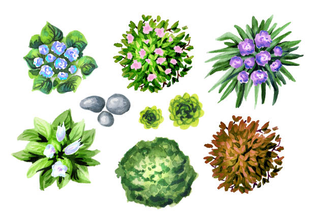 ilustrações, clipart, desenhos animados e ícones de jardim de flores conjunto de vista superior. aquarela - flowerbed aerial