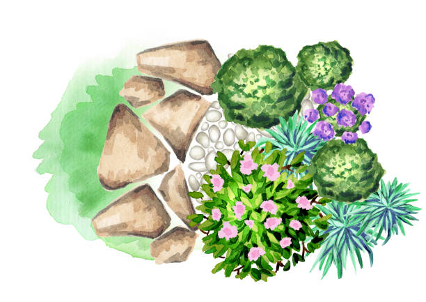 ilustrações, clipart, desenhos animados e ícones de flores no jardim. elemento do projeto da paisagem. aquarela - flowerbed aerial