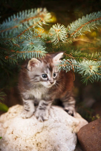 istock Gray fluffy kitten on summer outdoor stones 1048873162