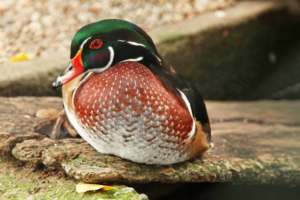 istock Male Bridal Duck or Carolina - (Aix sponsa) 1048873238