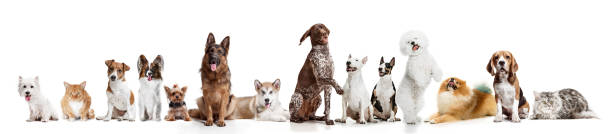 istock Differents dogs looking at camera isolated on a white background 1048876312