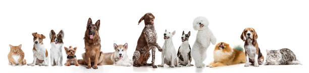 istock Differents dogs looking at camera isolated on a white background 1048876324