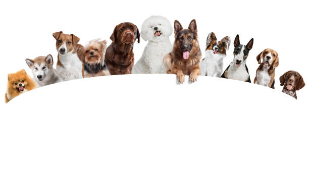 differents dogs looking at camera isolated on a white background - dog group of animals variation in a row imagens e fotografias de stock