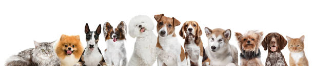 istock Differents dogs looking at camera isolated on a white background 1048876336
