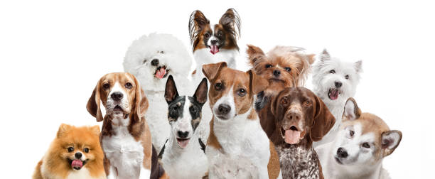 istock Differents dogs looking at camera isolated on a white background 1048876342