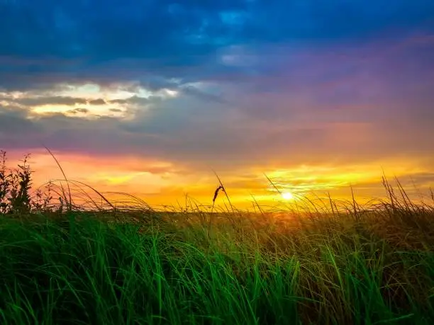 Golden sunset light pushes through green grass under bluish cloudy sky with warm yellow tones