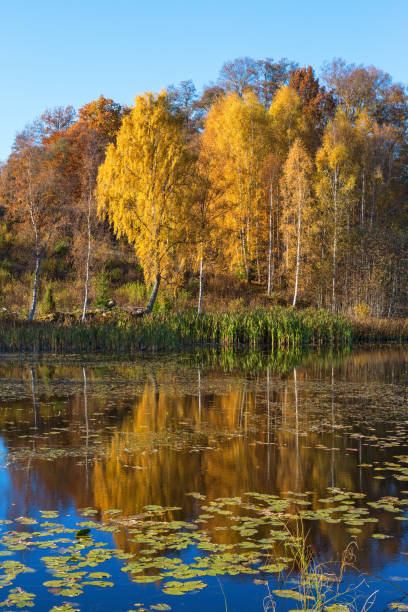 istock Lake landscape in autumn 1048886896