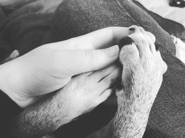 istock Paws of love 1048887800