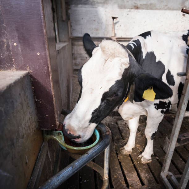 istock black and white holstein spotted cow inside farm drinks 1048888218