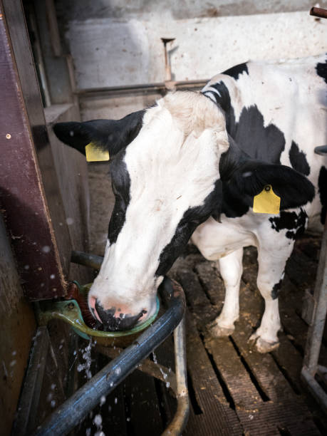 istock black and white holstein spotted cow inside farm drinks 1048890382